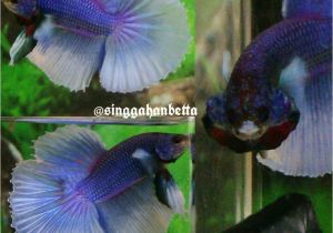 Purple Betta Fish for Sale Betta Fish Betta Fish Ideas Bettafish Fishbetta Live Betta Fish