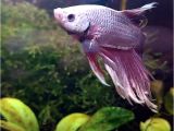 Purple Betta Fish for Sale His Colors are Stunning Betta Fish Bubbles Pinterest Betta