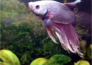 Purple Betta Fish for Sale His Colors are Stunning Betta Fish Bubbles Pinterest Betta