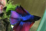 Purple Betta Fish for Sale How to Choose Betta Fish Name Best Betta Fish Names Betta Fish