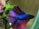 Purple Betta Fish for Sale How to Choose Betta Fish Name Best Betta Fish Names Betta Fish