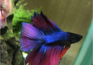 Purple Betta Fish for Sale How to Choose Betta Fish Name Best Betta Fish Names Betta Fish