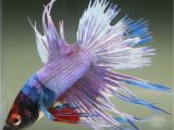 Purple Betta Fish for Sale Live Betta Fish Male Red Mask Fancy Rainbow Marble Crowntail