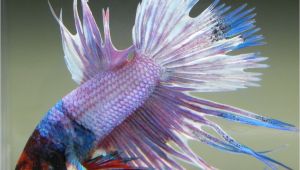 Purple Betta Fish for Sale Live Betta Fish Male Red Mask Fancy Rainbow Marble Crowntail