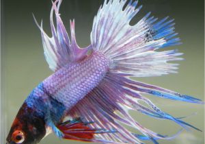 Purple Betta Fish for Sale Live Betta Fish Male Red Mask Fancy Rainbow Marble Crowntail