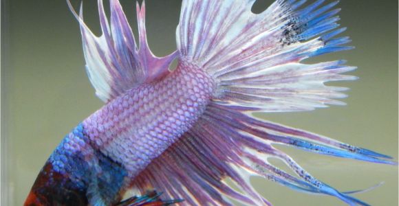 Purple Betta Fish for Sale Live Betta Fish Male Red Mask Fancy Rainbow Marble Crowntail