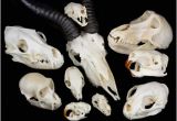 Real Animal Skulls for Sale Real Animal Skulls for Sale the Bone Room