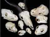 Real Animal Skulls for Sale Real Animal Skulls for Sale the Bone Room