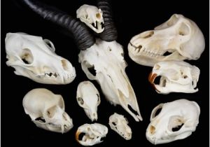 Real Animal Skulls for Sale Real Animal Skulls for Sale the Bone Room