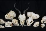 Real Animal Skulls for Sale Real Animal Skulls for Sale the Bone Room
