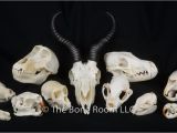 Real Animal Skulls for Sale Real Animal Skulls for Sale the Bone Room