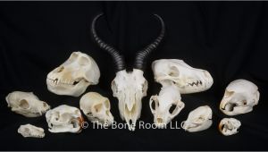 Real Animal Skulls for Sale Real Animal Skulls for Sale the Bone Room