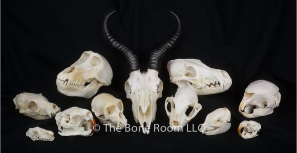 Real Animal Skulls for Sale Real Animal Skulls for Sale the Bone Room