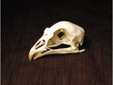 Real Animal Skulls for Sale Real Animal Skulls for Sale the Bone Room the Bone Room