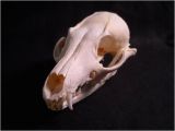 Real Animal Skulls for Sale Real Bone Animal Skull Grey Fox Taxidermy Bones