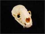 Real Animal Skulls for Sale Taxidermy Real Bone Animal Skull Badger with Lower by