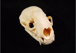 Real Animal Skulls for Sale Taxidermy Real Bone Animal Skull Badger with Lower by