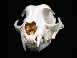 Real Animal Skulls for Sale Unavailable Listing On Etsy