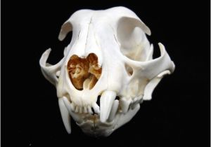Real Animal Skulls for Sale Unavailable Listing On Etsy