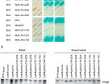 Red River Nm Calendar Of events Differential Regulation Of Type Iii Secretion and Virulence Genes In