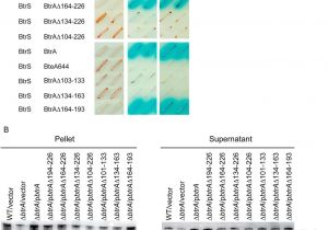 Red River Nm Calendar Of events Differential Regulation Of Type Iii Secretion and Virulence Genes In