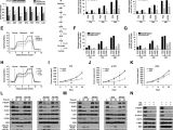 Red River Nm events Next 14 Days Enhanced Glycolysis Supports Cell Survival In Egfr Mutant Lung