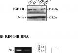 Red River Nm events Next 14 Days Regulation Of Rat Pancreatic Cckb Receptor and somatostatin