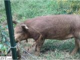 Red Wattle Hogs for Sale Armslist for Sale Red Wattle Pigs and Rhode island Red