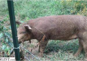 Red Wattle Hogs for Sale Armslist for Sale Red Wattle Pigs and Rhode island Red