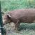Red Wattle Hogs for Sale Armslist for Sale Red Wattle Pigs and Rhode island Red