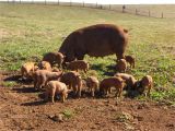 Red Wattle Hogs for Sale Heirloom Red Wattle Hogs Georgia Marketmaker