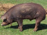 Red Wattle Hogs for Sale Heirloom Red Wattle Hogs Georgia Marketmaker