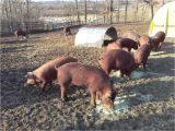 Red Wattle Hogs for Sale Heratage Red Wattle Pigs