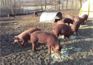 Red Wattle Hogs for Sale Heratage Red Wattle Pigs
