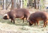 Red Wattle Hogs for Sale Red Wattle Hog Gilts