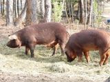 Red Wattle Hogs for Sale Red Wattle Hog Gilts