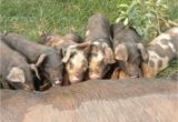 Red Wattle Hogs for Sale Red Wattle Large Black Mix Hogs for Sale In Hoobly