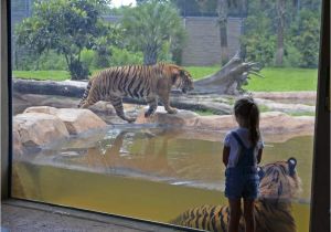 Rent to Own Houses In Baton Rouge Louisiana Consultants Again Urge Brec to Consider Relocating Baton Rouge Zoo