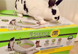 Reviews On Breeze Litter Box Breeze Litter Box Tava An Baka Ma 11 Bolum Youtube