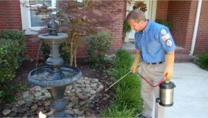 Rodent Control Charleston Sc Pest Control Charleston Pest Control Services Charleston Father