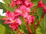 Rooted Plumeria Plants for Sale Classifieds and Group Buys forum Chefmikes Plumeria Sale All Plants