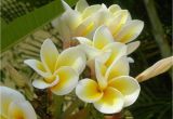 Rooted Plumeria Plants for Sale Classifieds and Group Buys forum Chefmikes Plumeria Sale All Plants