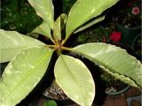 Rooted Plumeria Plants for Sale Classifieds and Group Buys forum Chefmikes Plumeria Sale All Plants