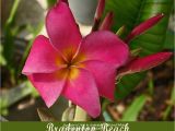 Rooted Plumeria Plants for Sale Classifieds and Group Buys forum Chefmikes Plumeria Sale All Plants