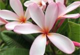 Rooted Plumeria Plants for Sale Dwarf Plumeria Plumeria Bonsai Tree Growing Plumeria From Etsy