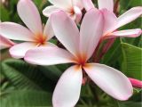 Rooted Plumeria Plants for Sale Dwarf Plumeria Plumeria Bonsai Tree Growing Plumeria From Etsy