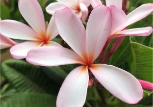 Rooted Plumeria Plants for Sale Dwarf Plumeria Plumeria Bonsai Tree Growing Plumeria From Etsy