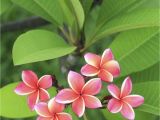 Rooted Plumeria Plants for Sale Fertilizer Requirements for Plumeria Tips On Fertilizing Plumeria