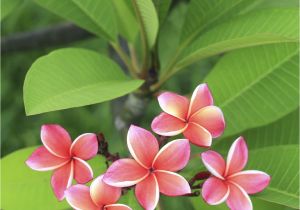 Rooted Plumeria Plants for Sale Fertilizer Requirements for Plumeria Tips On Fertilizing Plumeria