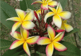 Rooted Plumeria Plants for Sale Fool S Gold Features Large Brightly Colored Plumeria Clusters On A